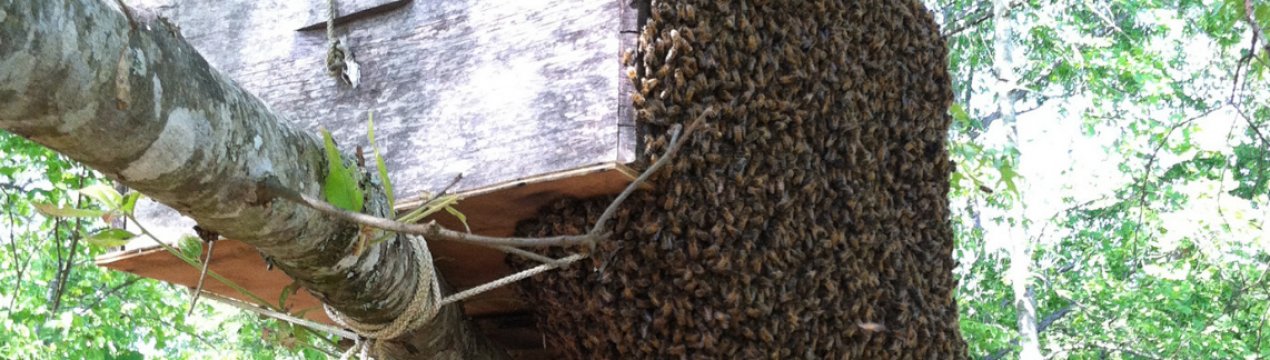 Пастки для бджіл: як виготовити і де краще ставити