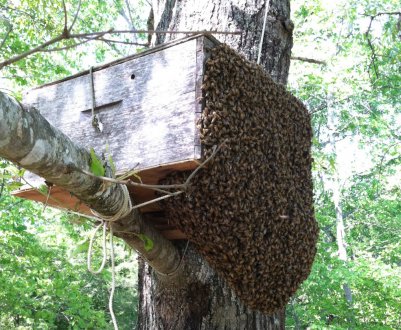 Пастки для бджіл: як виготовити і де краще ставити