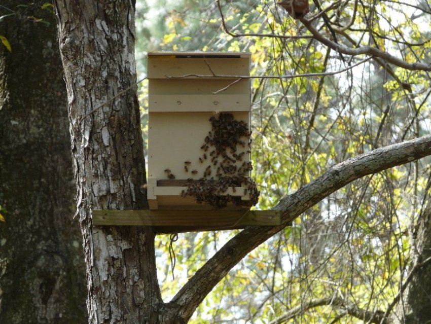 Пастка для бджіл