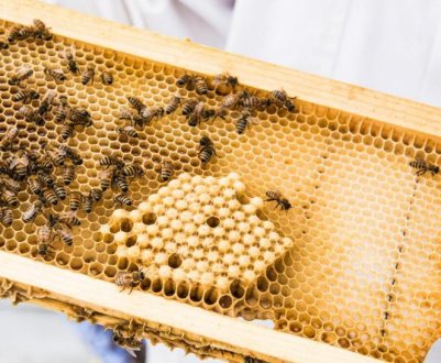 Корисні пристосування для бджільництва своїми руками