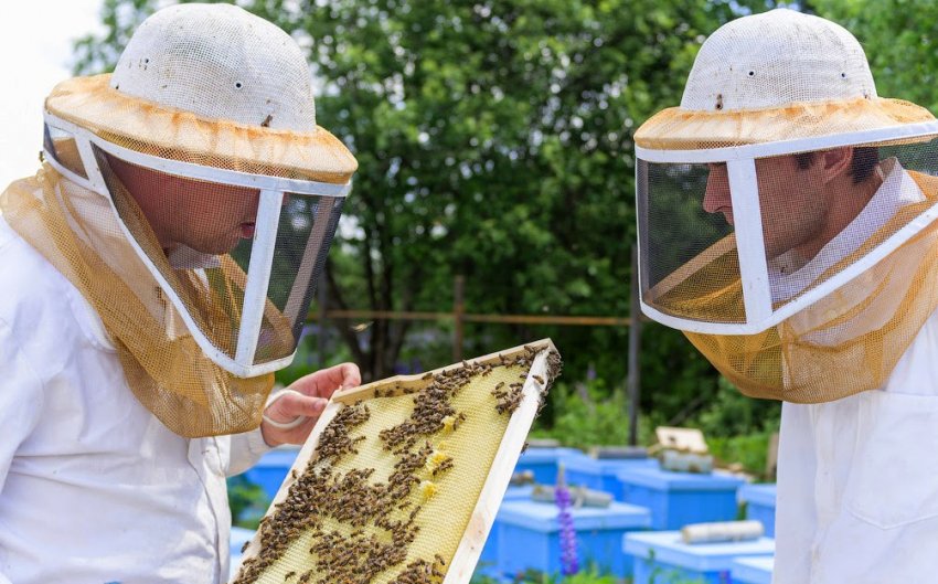 Сколько стоит содержать пчел