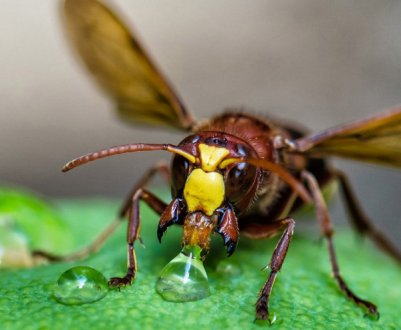 Хто такі оси і де вони живуть?