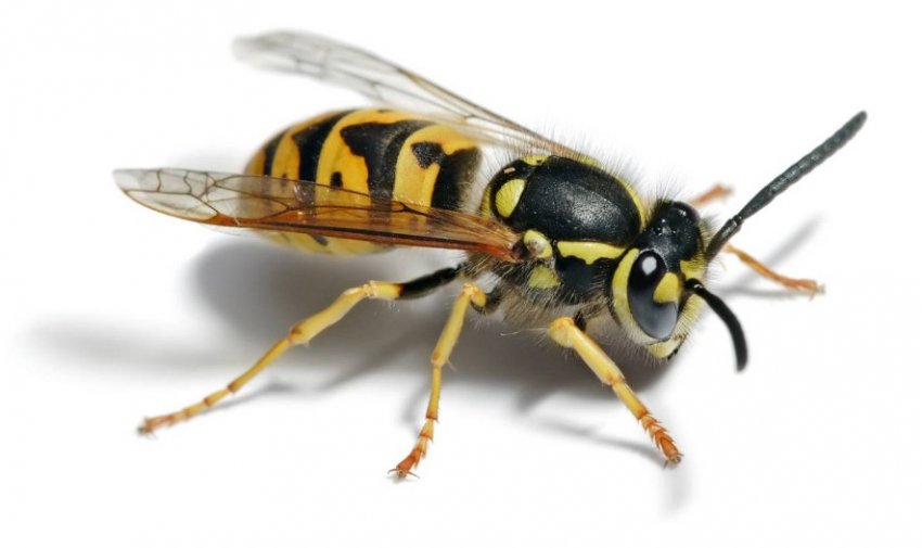 Веспины Веспины