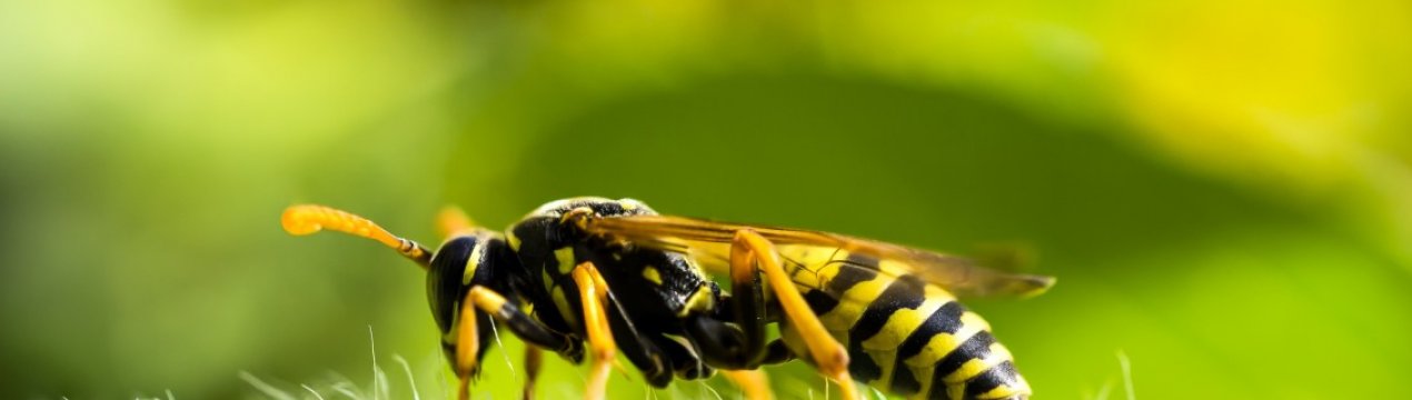 Як відрізнити осу від бджоли? Основні ознаки