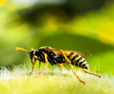 Як відрізнити осу від бджоли? Основні ознаки