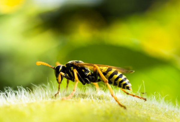Чем отличается оса от пчелы: как различить по внешнему виду и поведению