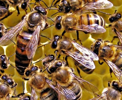 Особливості зимівлі бджіл в сараї