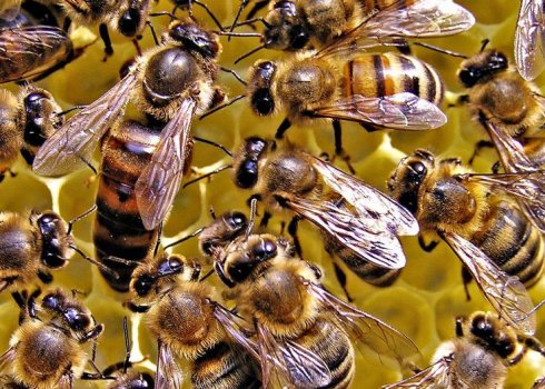 Особенности зимовки пчёл в сарае