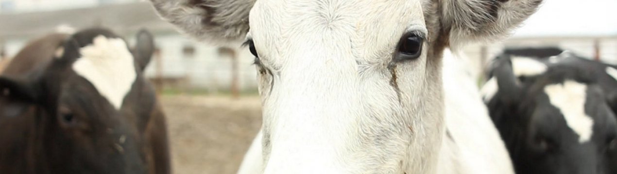 Як допомогти корові в разі отруєння