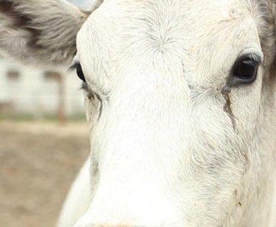 Як допомогти корові в разі отруєння