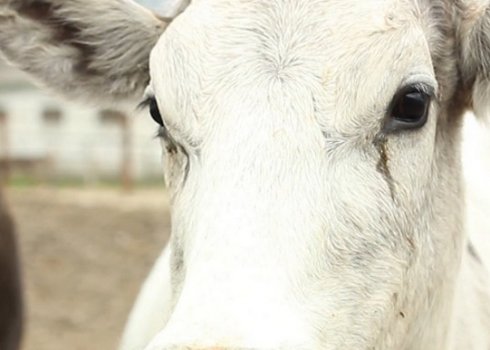 Як допомогти корові в разі отруєння