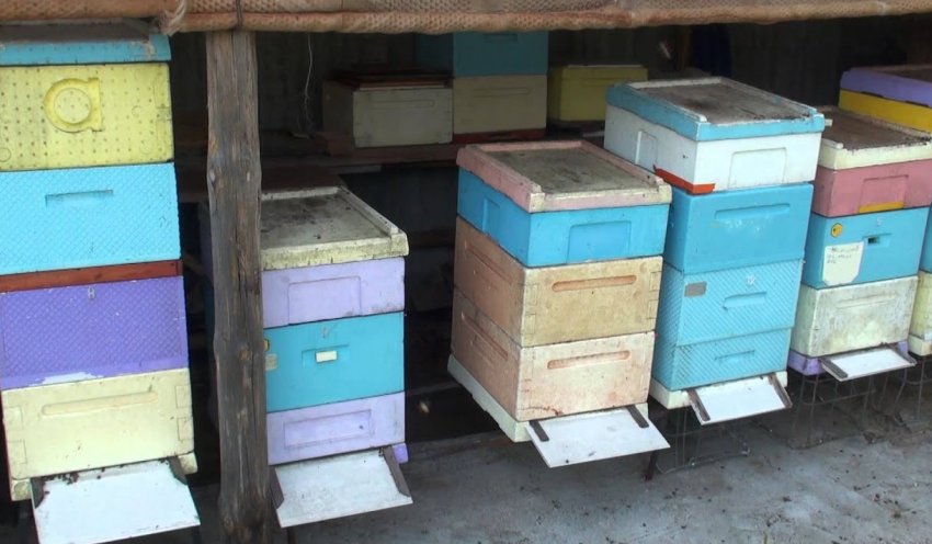 Догляд за улеями в сараї Догляд за улеями в сараї