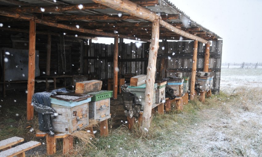 Зимівля бджіл під навісом Зимівля бджіл під навісом