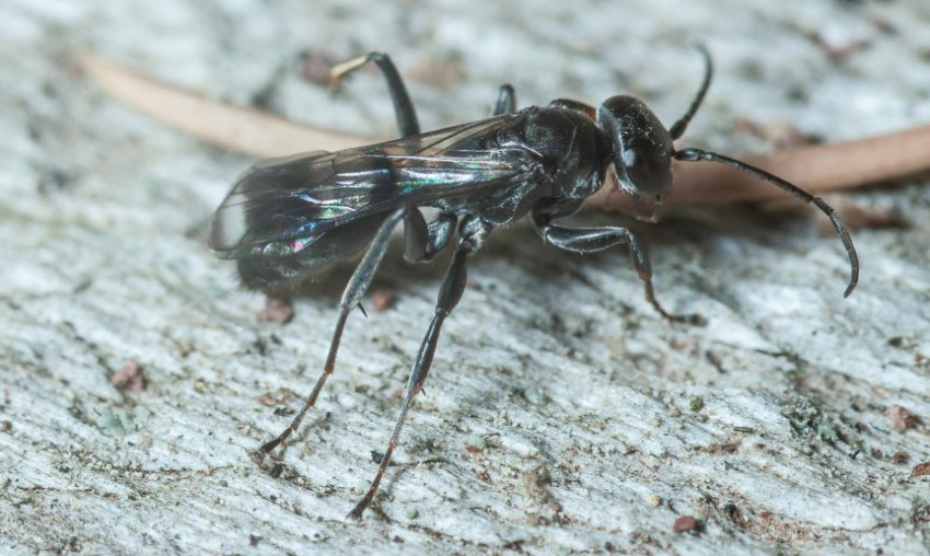 Помпилиды Помпилиды