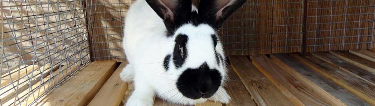 Кролик породи строкач: опис і характеристика, особливості утримання