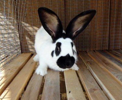 Кролик породи строкач: опис і характеристика, особливості утримання