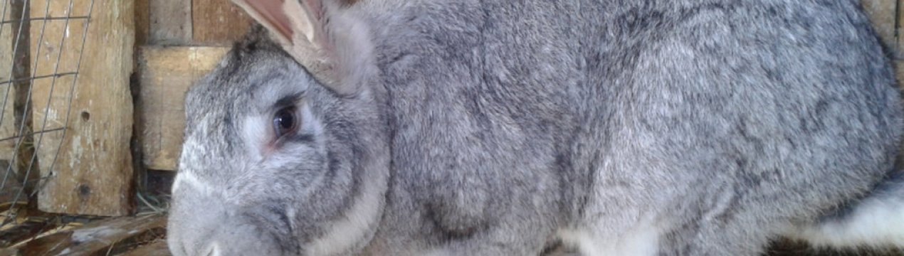 Кролики породи фландр: опис, особливості розведення та утримання в домашніх умовах
