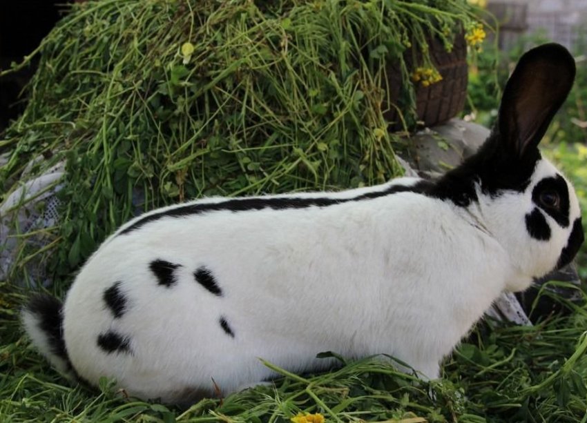 Німецький строкатий велетень