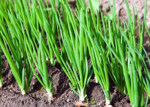 Як боротися з шкідниками ріпчастої цибулі?