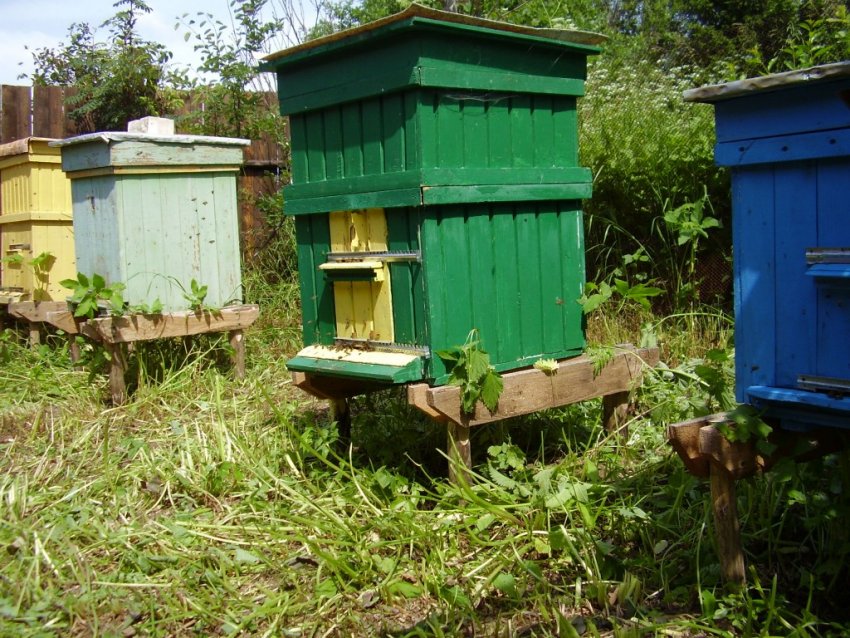 Особливості утримання бджіл у вулику Дадан Особливості утримання бджіл у вулику Дадан