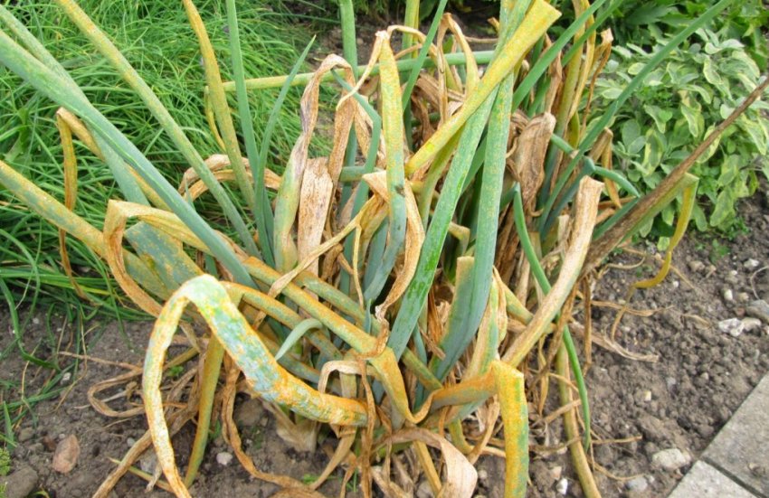 Пожовтіння цибулі