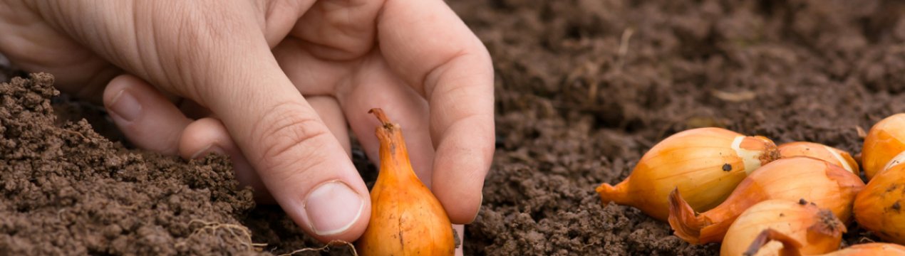 Як правильно посадити цибулю навесні