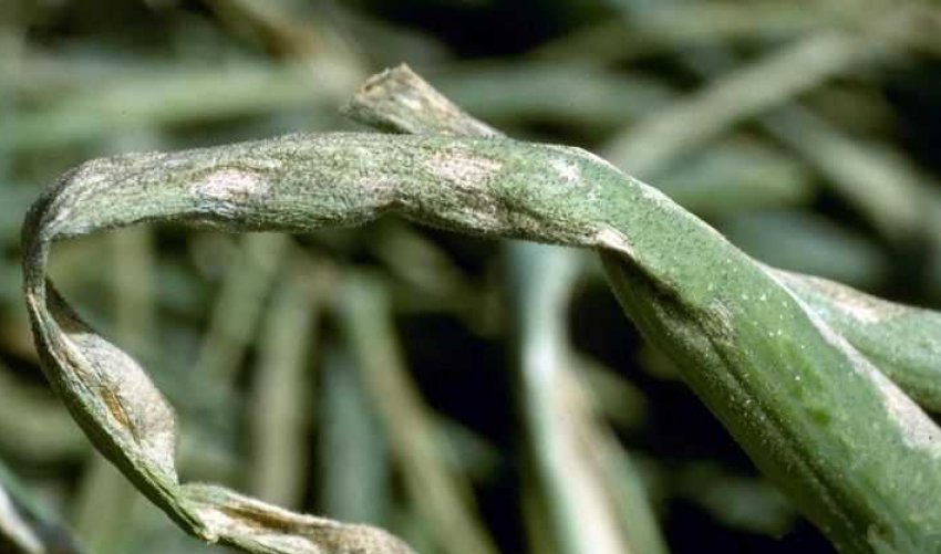 Несправжня борошниста роса Несправжня борошниста роса