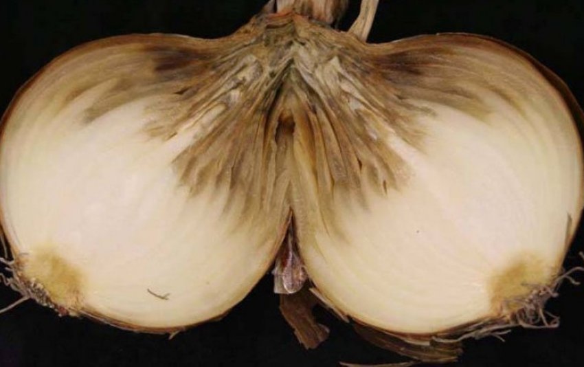 Шейковая гнилизна Шейковая гнилизна