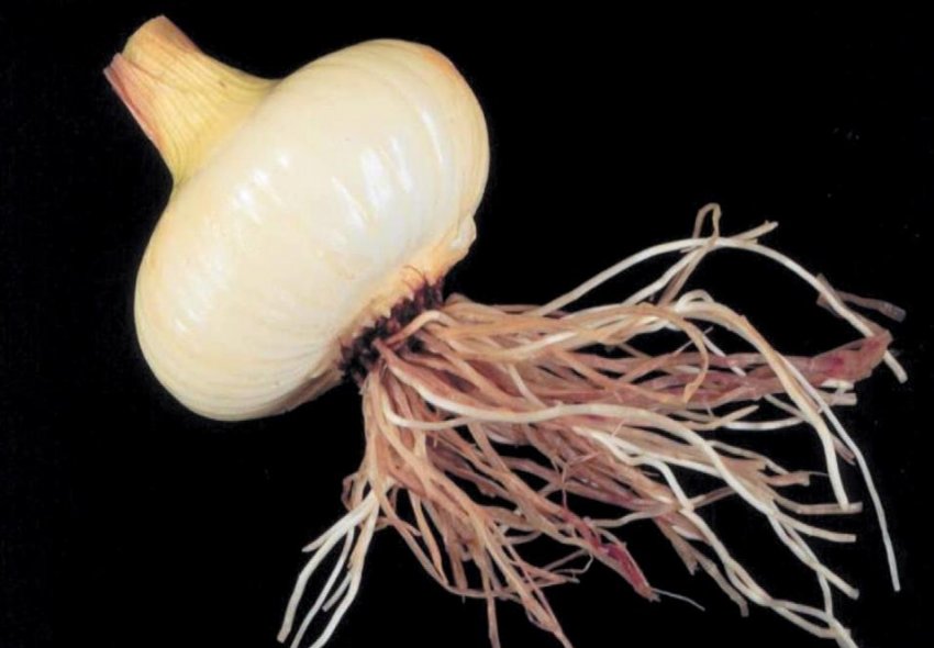 Рожева гниль коренів Рожева гниль коренів