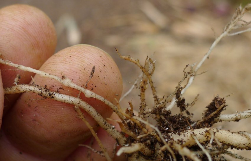 Нематоди Нематоди