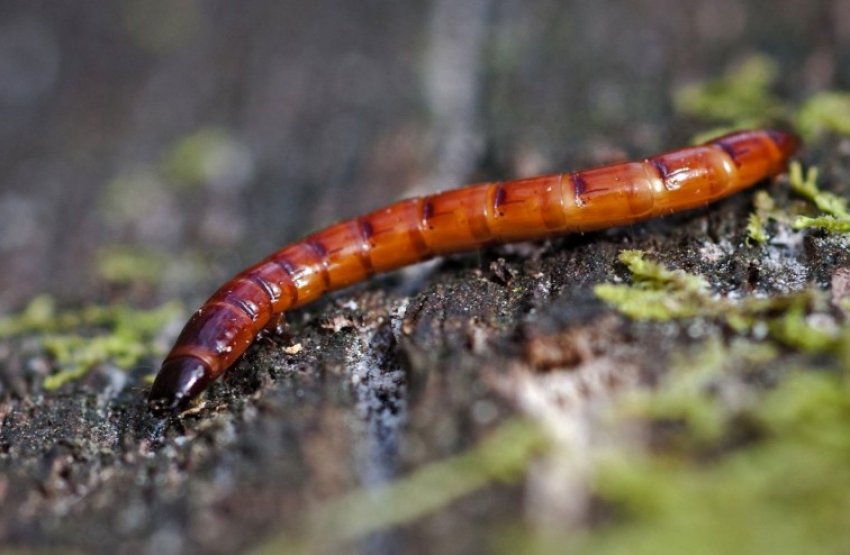 Дротянка Дротянка