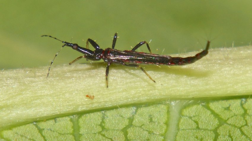 Тріпс Тріпс