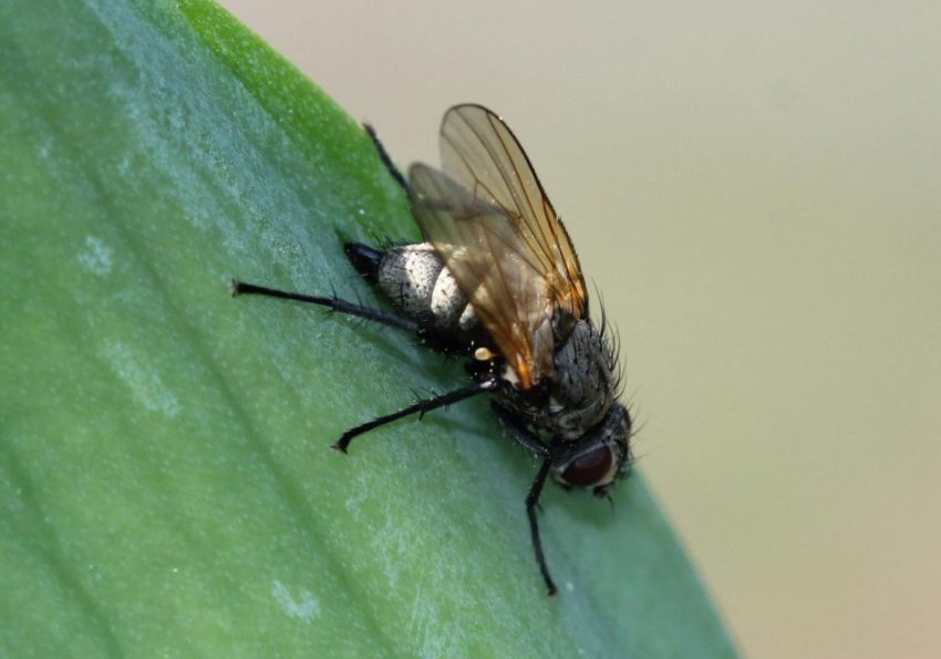 Цибульна муха Цибульна муха