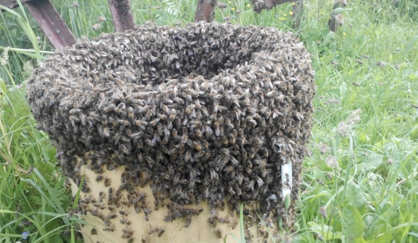 Звальним рой