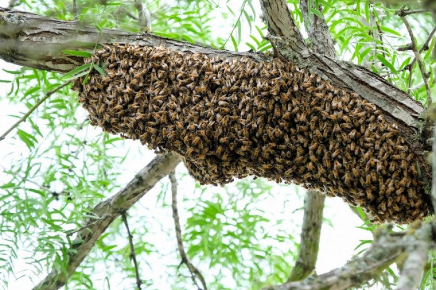 Рої по нужді