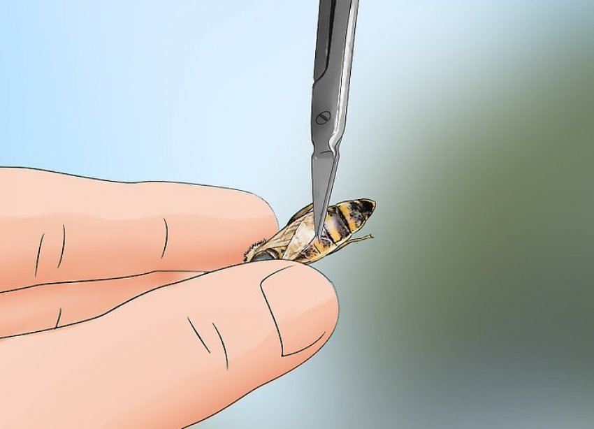 Підрізали крила матки