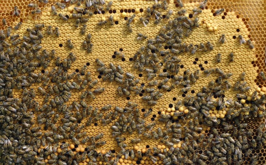 Запечатаний бджолиний розплід