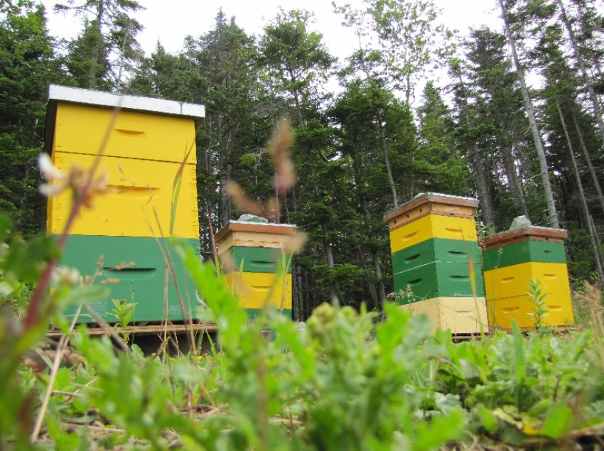 Зміна місця розташування вуликів