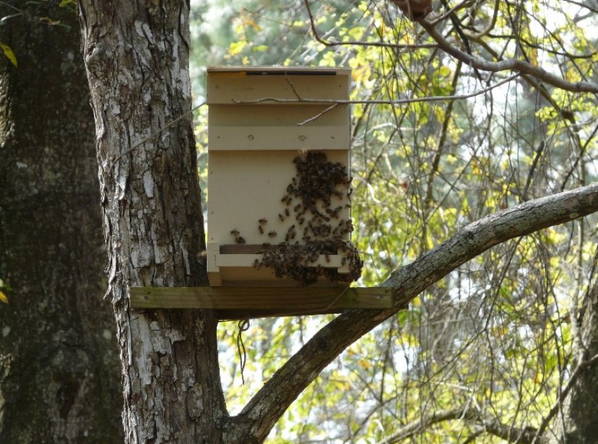 Пастка для бджіл
