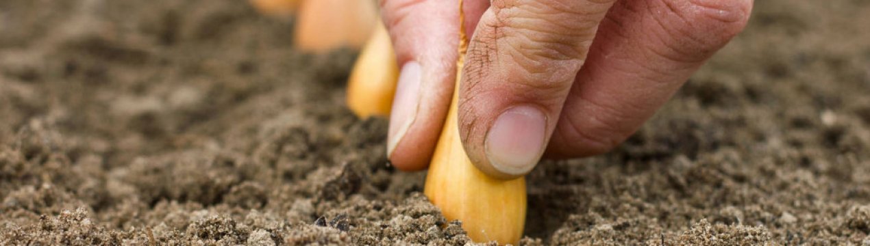 Цибуля Штутгартер Різен: опис, вирощування і догляд