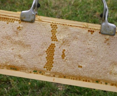 Рамки для бджолиних вуликів: вибір розмірів, виготовлення своїми руками