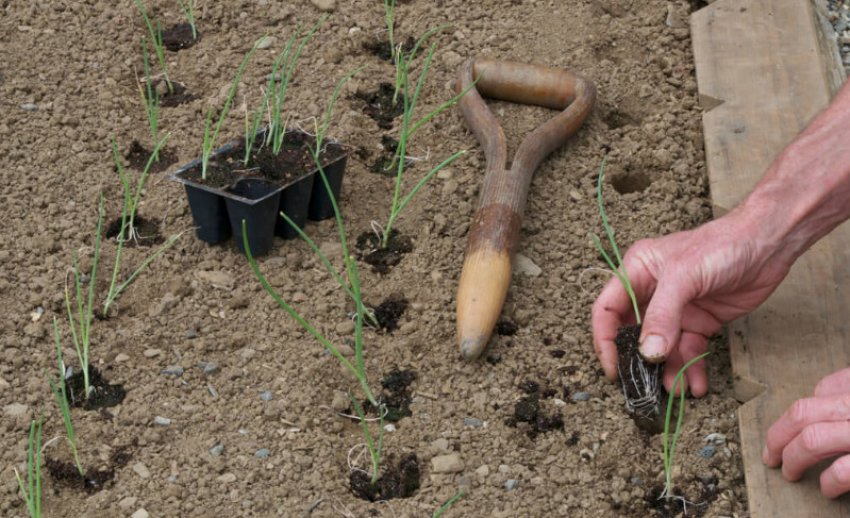 Пересаджування розсади в грунт Пересаджування розсади в грунт