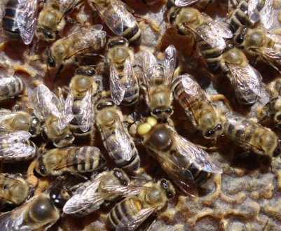 Хто такі трутні і який у них життєвий цикл?