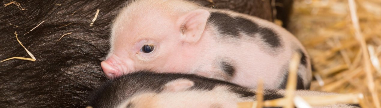 Сибіряки більше не будуть присипляти лабораторних свинок, а відправлять їх на рідну ферму