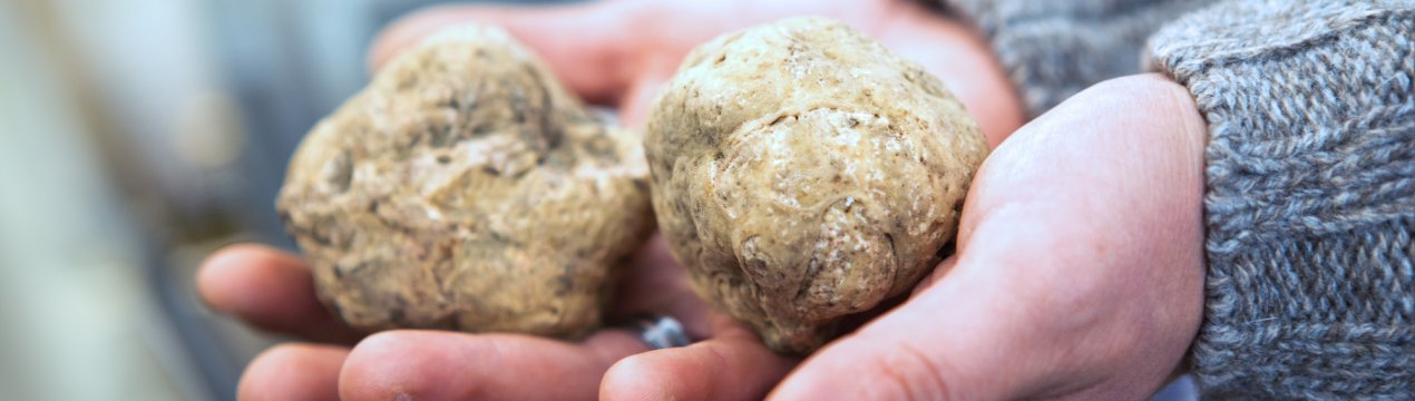 Львівський фермер підгодовує рослини на своєму городі елітними білими трюфелями