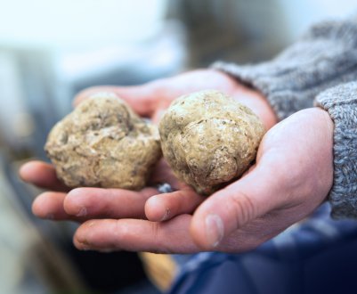 Львівський фермер підгодовує рослини на своєму городі елітними білими трюфелями