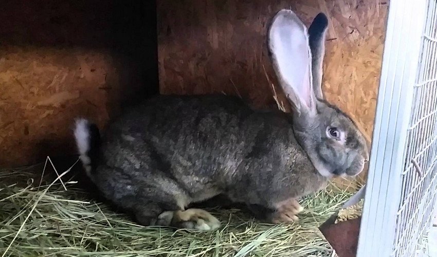 Кролики Фландр Кролики Фландр