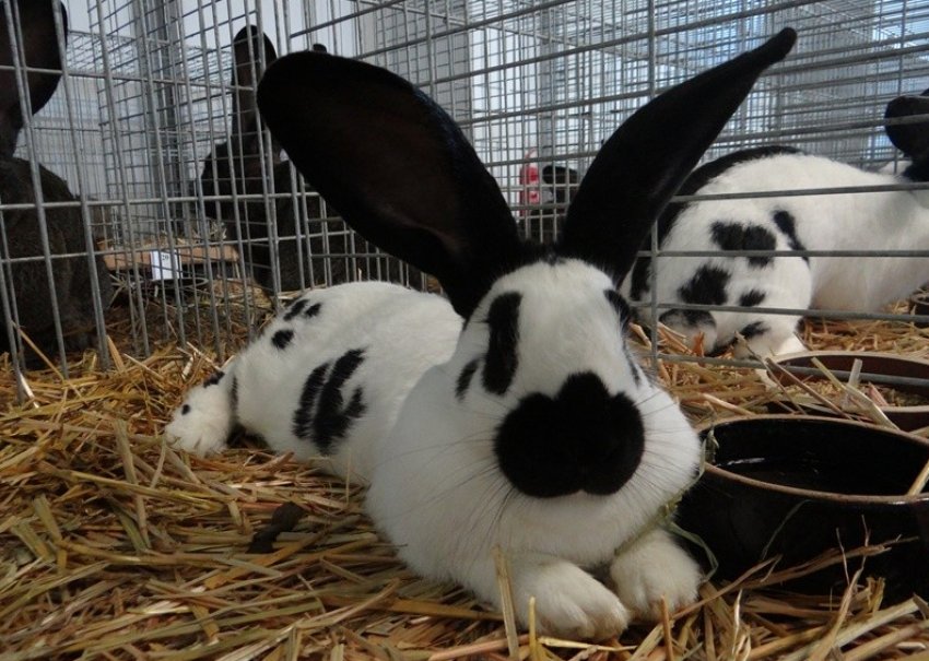 Кролик породи строкач