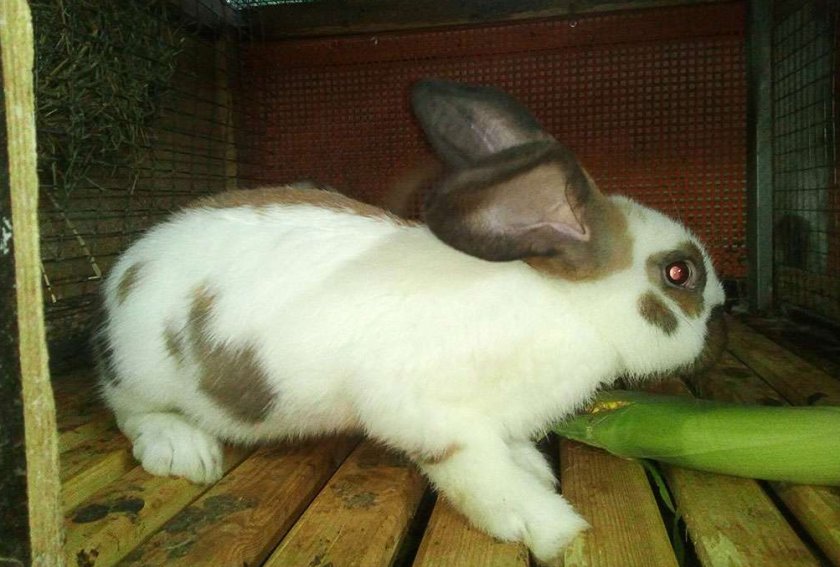 Кролик породы строкач