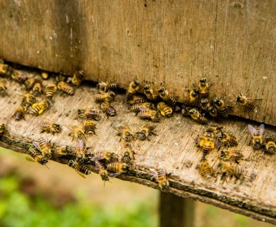 Строки і способи осінньої підгодівлі бджіл